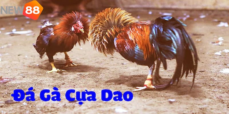 Các hình thức đặt cược tinh tế trong đá gà cựa dao