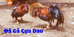 trực tiếp đá gà cựa dao